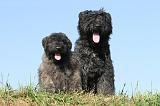 BOUVIER DES FLANDRES 062